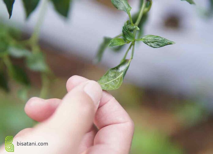  Cara  Mengobati  Daun  Cabai Keriting dan Mengkerut