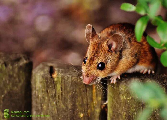 cara mengusir tikus