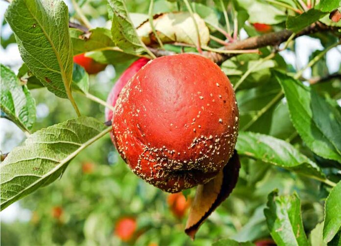 mempelajari bahan aktif azoksistrobin