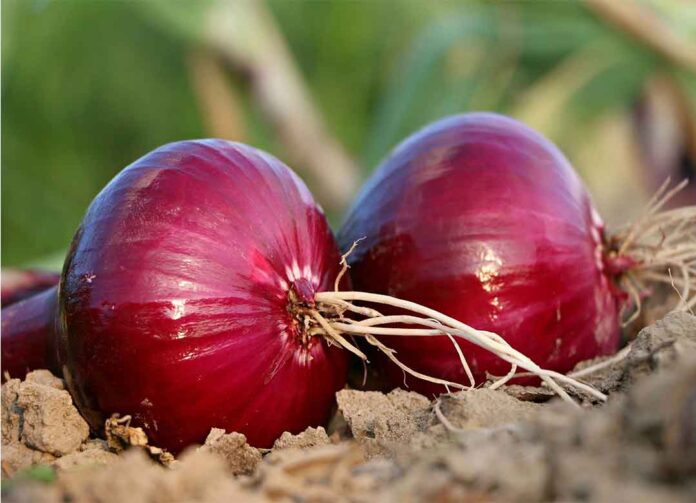 Budidaya Bawang Merah (Allium ascalonicum)