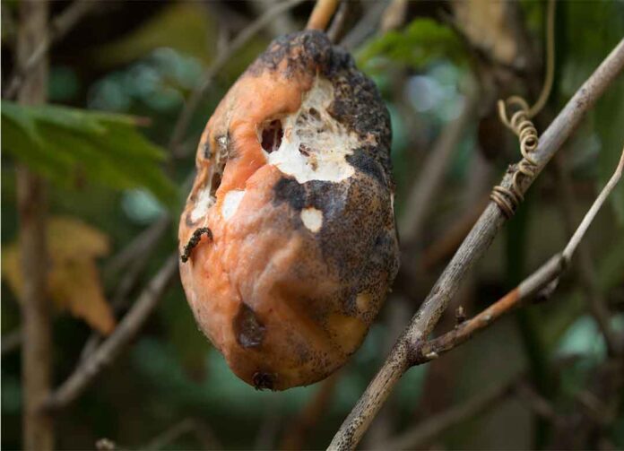 Mengenal fungisida berbahan aktif mankozeb