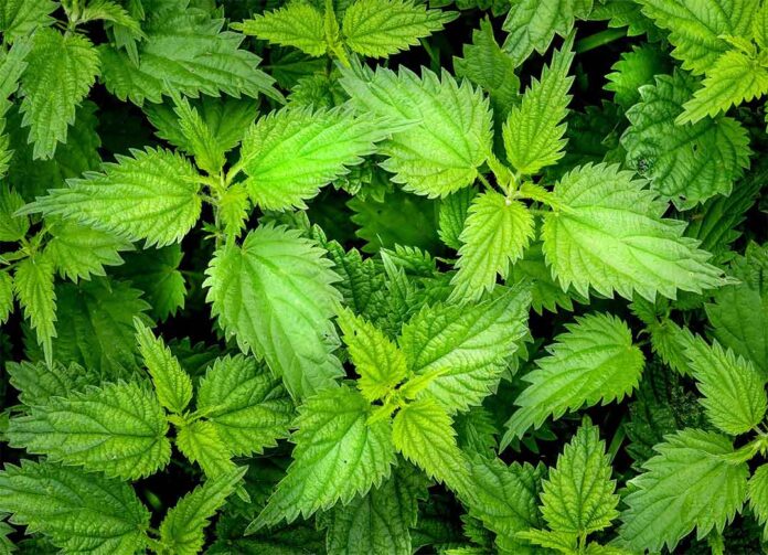 Herbisida purna tumbuh Parakuat Diklorida