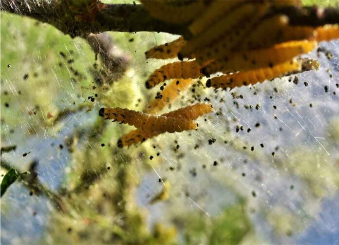 Insektisida translaminar berbahan aktif metomil
