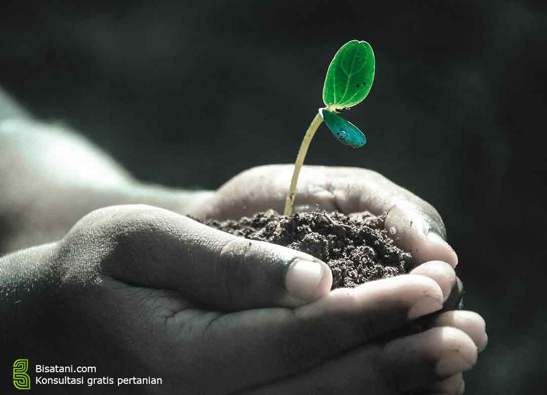 cara meningkatkan pertumbuhan tanaman