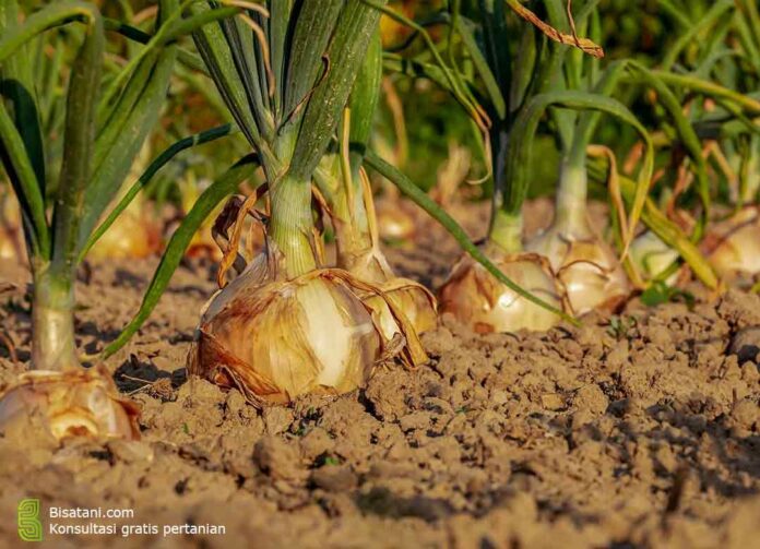 mengatasi busuk daun pada daun bawang