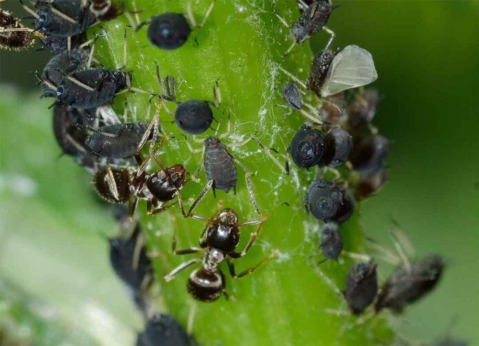 Mengenal insektisidsa dengan bahan aktif imidakloprid