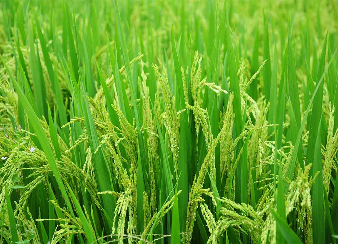 Hama dan penyakit pada tanaman padi (Oryza sativa L)