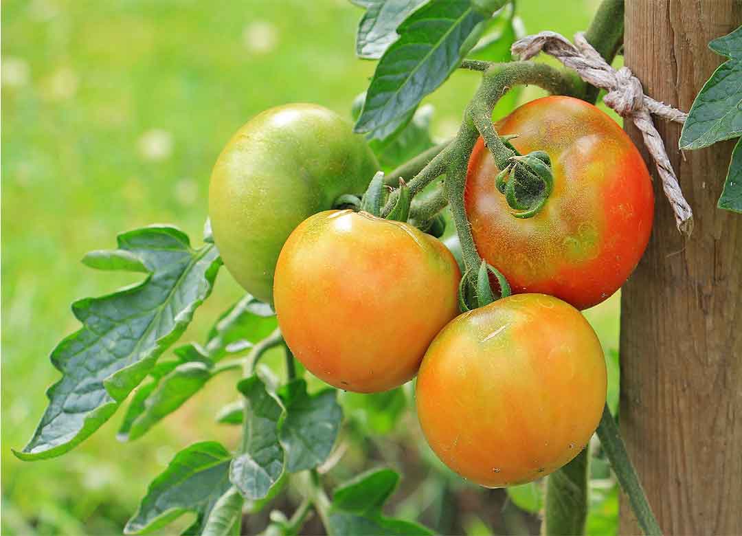Budidaya tanaman tomat (Solanu Lyicopersicum