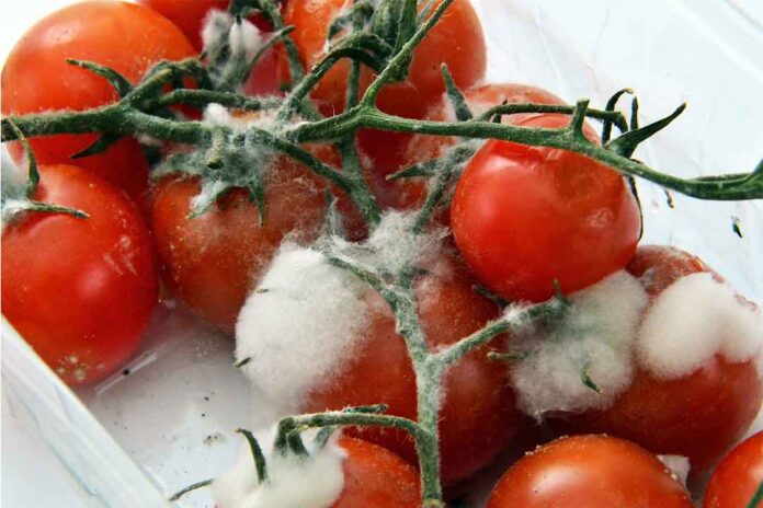 Klorotalonil : Bahan Aktif fungisida Yang Bekerja Secara Kontak