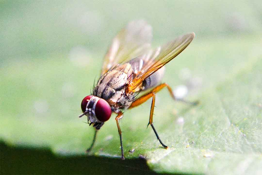 Dimetoat Bahan Aktif Insektisida Kontak Dan Sistemik