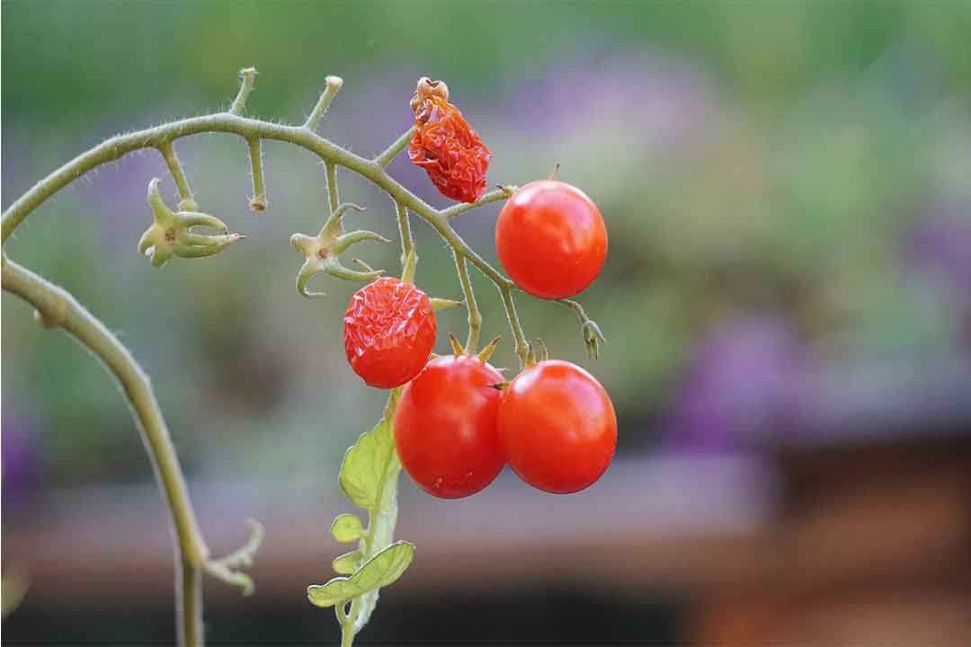 Dimetoat Bahan Aktif Insektisida Kontak Dan Sistemik