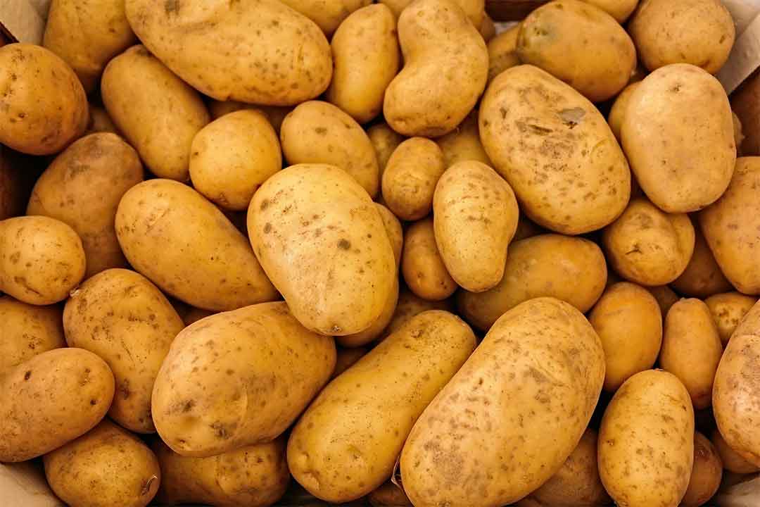 ciri ciri tanaman kentang