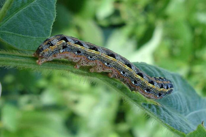 Klorpirifos : Bahan Aktif Insektisida Yang Banyak Digunakan Petani