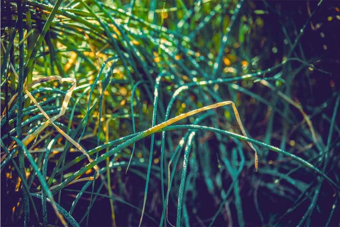 Busuk-Daun-bawang Karbendazim, Bahan Aktif Fungisida Sistemik Dengan Banyak Manfaat
