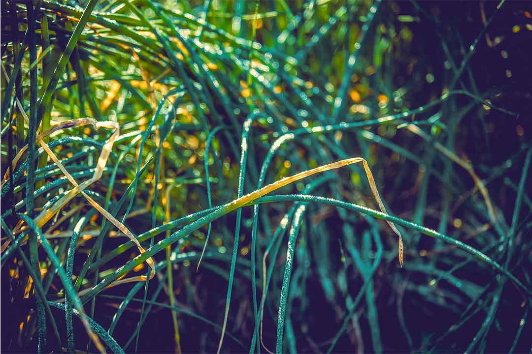 Karbendazim, Bahan Aktif Fungisida Sistemik Dengan Banyak Manfaat