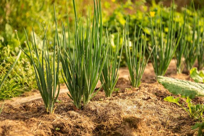 Daun-bawang Difenokonazol : Bahan Aktif Fungisida dan Zat Pengatur Tumbuh Tanaman