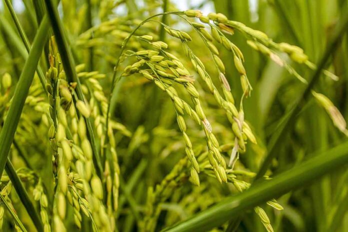 Padi-1 Tebukonazol : Bahan Aktif fungisida Pengendali Penyakit Pada Tanaman