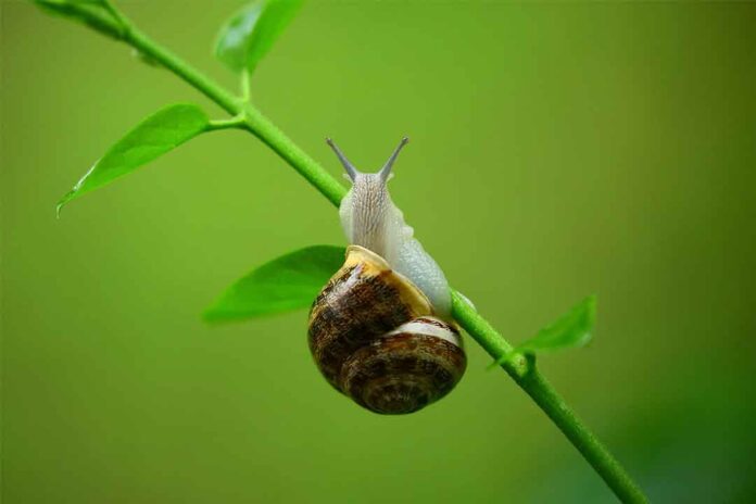 Siput-3 Metaldehida : Bahan Aktif Pembasmi Hama Siput Pada Tanaman