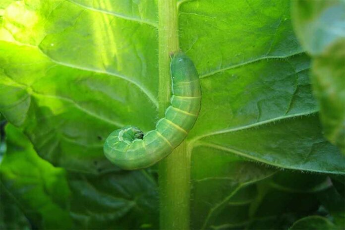 Ulat-Hijau Asefat, Bahan Aktif Insektisida Sistemik Racun Kontak Dan Lambung