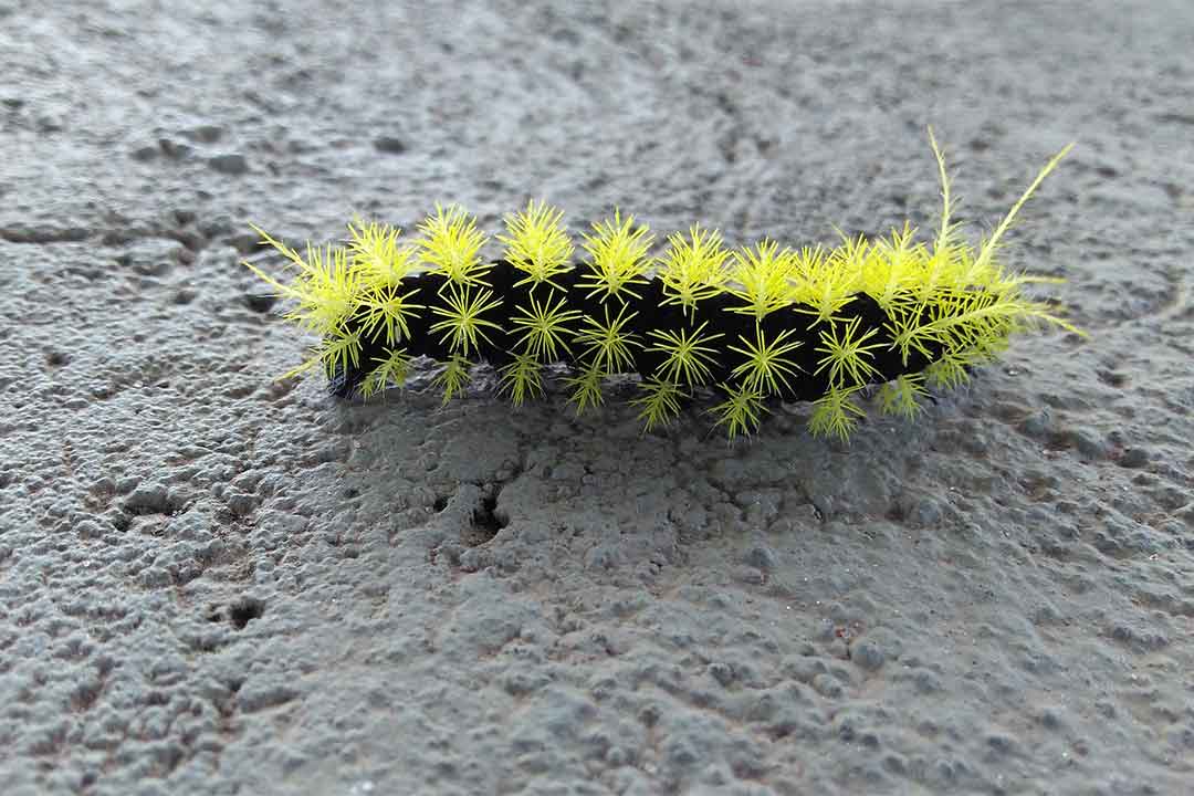 Karbaril, Bahan Aktif Insektisida Racun Kontak Dan Lambung