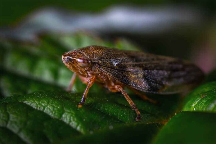 Wereng3 Tiametoksam, Bahan Aktif Insektisida Yang Tergolong Baru