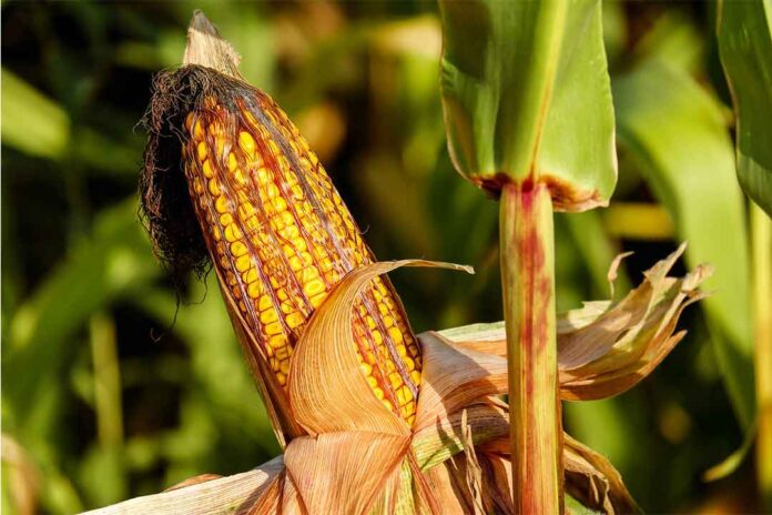 Dimetomorf : Bahan Aktif Fungisida Pengendali Penyakit Pada Tanaman