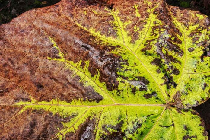 Simoksanil, Bahan Aktif Fungisida Sistemik Pada Tanaman
