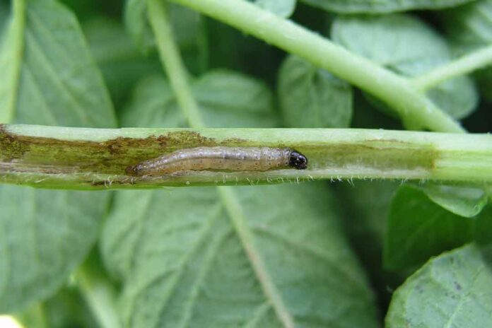 pengerek-batang Profenofos : Insektisida Pengendali Hama Pada Tanaman