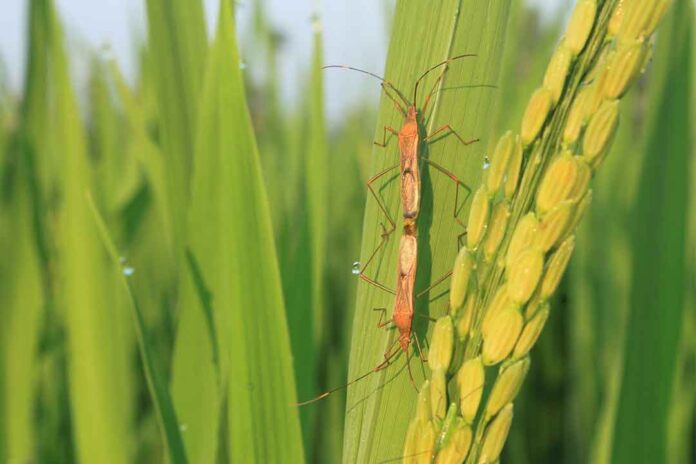 Fentoat : Bahan Aktif Insektisida Dengan Bau Yang Menyengat