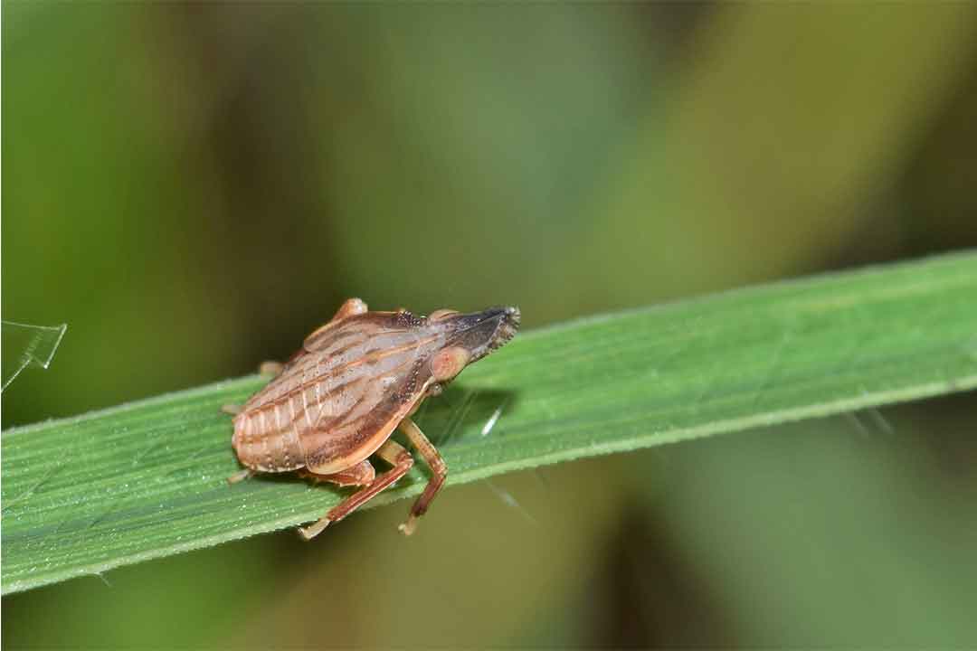 Dimehipo : Insektisida Pembasmi Hama Bersayap Kecil
