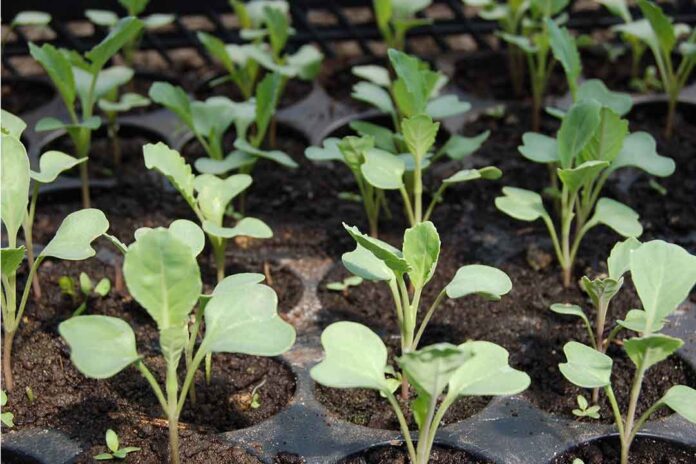 Propineb : Bahan Aktif fungisida Yang Banyak digunakan Petani