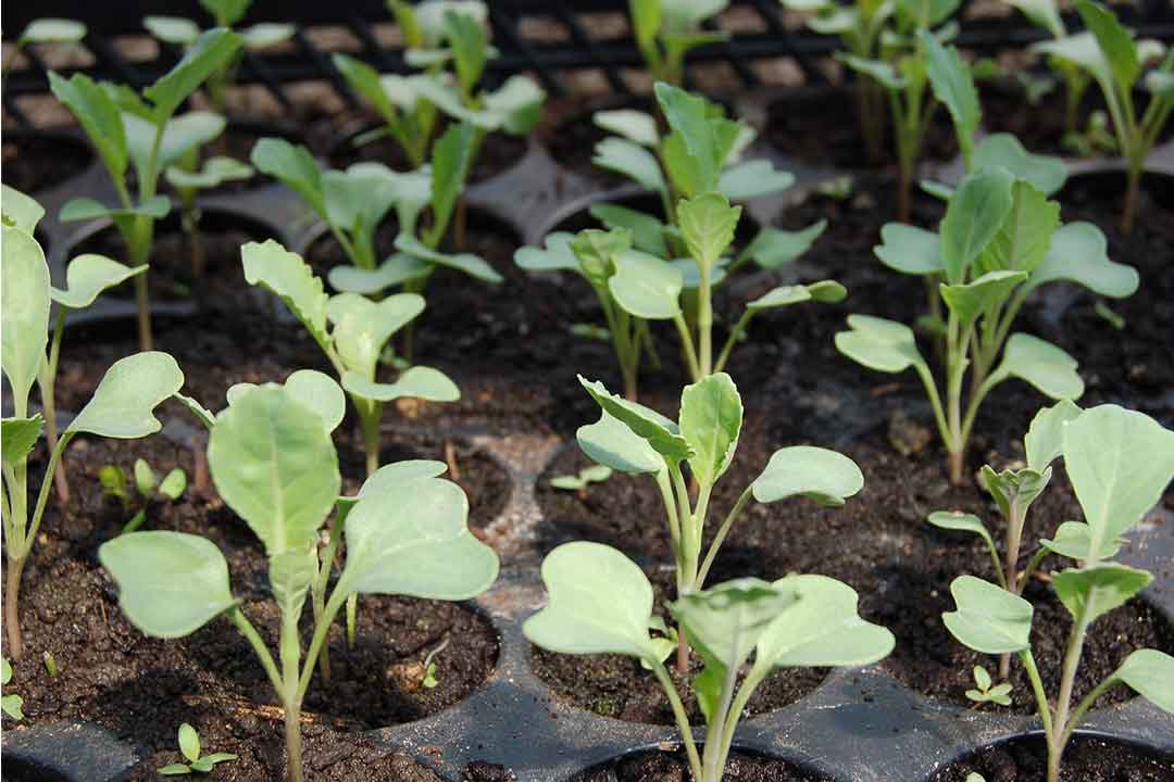 Propineb : Bahan Aktif fungisida Yang Banyak digunakan Petani