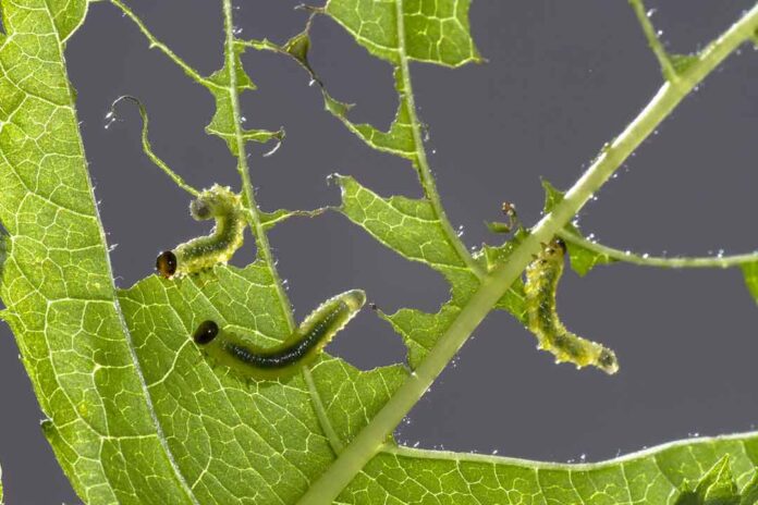 Spinetoram, Bahan Aktif Insektisida Biologi Bersifat Translaminar