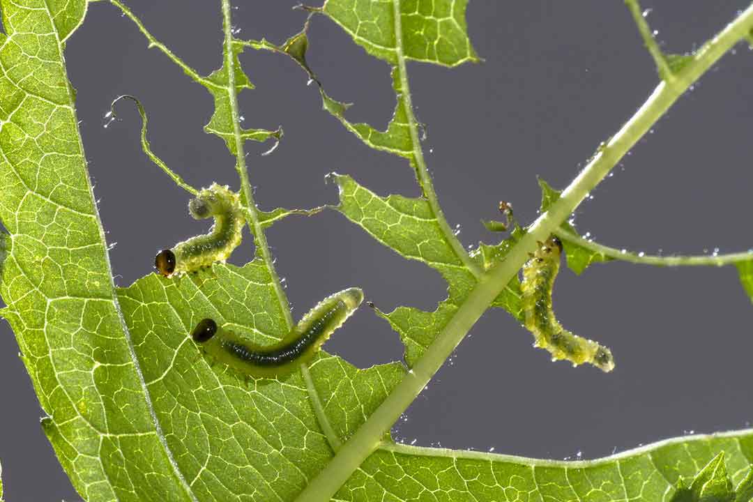 Emamektin Benzoat : Bahan Aktif Insektisida Pengendali Hama Tanaman
