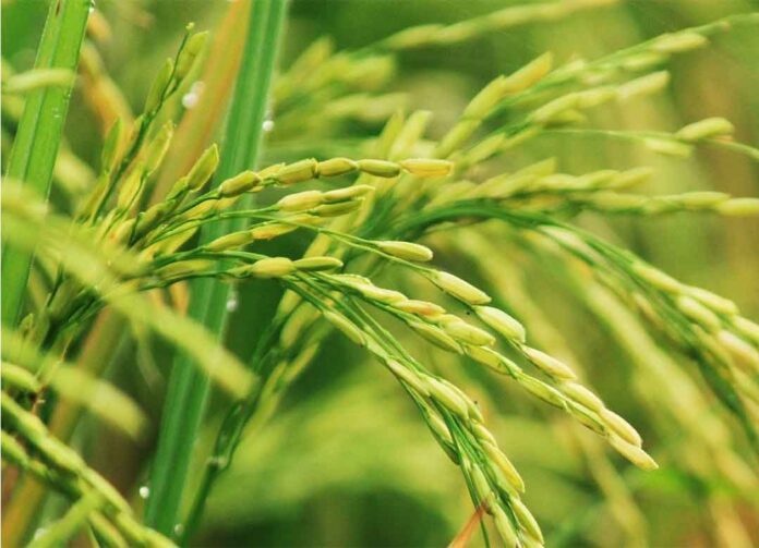 Siprokonazol, Bahan Aktif Fungisida Dari Golongan Triazol