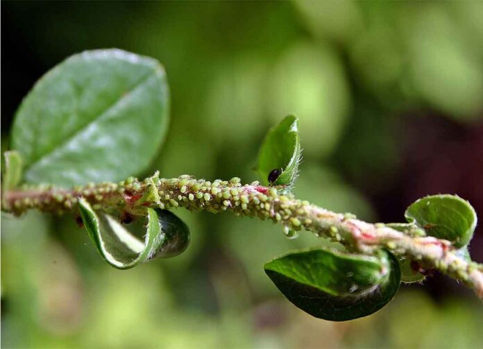 Piridaben, Bahan Aktif Akarisida Sekaligus Insektisida