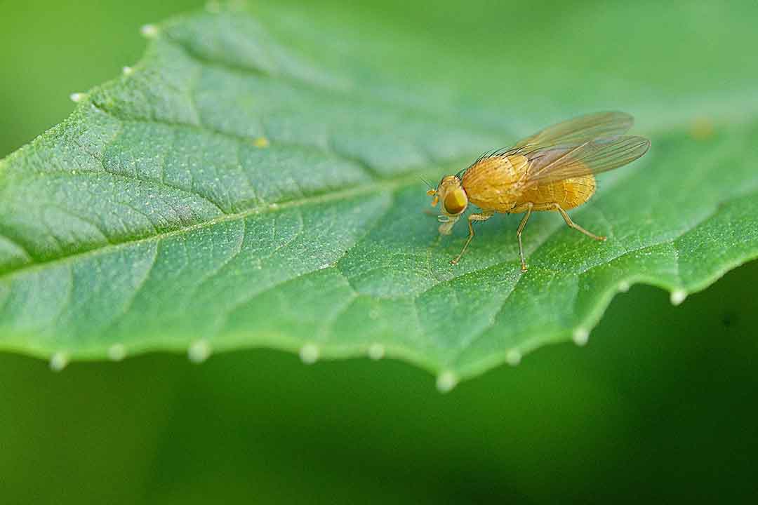 Fentoat : Bahan Aktif Insektisida Dengan Bau Yang Menyengat