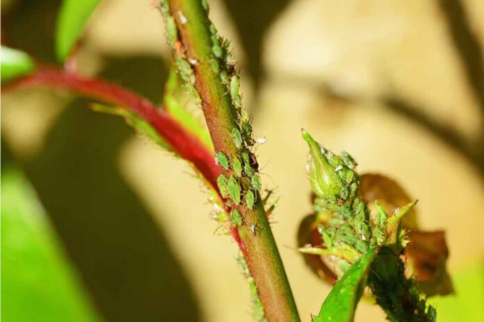 Diafentiuron : Bahan Aktif Insektisida Pengendali Hama Tanaman
