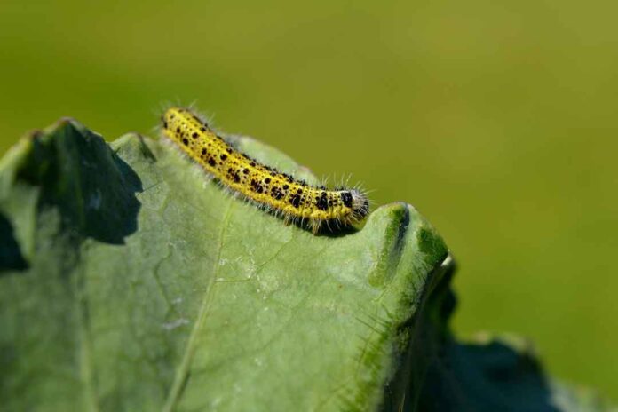 Klorfenapir : Insektisida Pengendali Hama Pengganggu Pada Tanaman