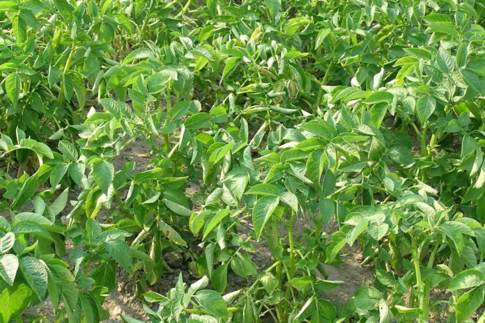 Propamokarb, Bahan Aktif Fungisida Sistemik Untuk Penyakit Tanaman