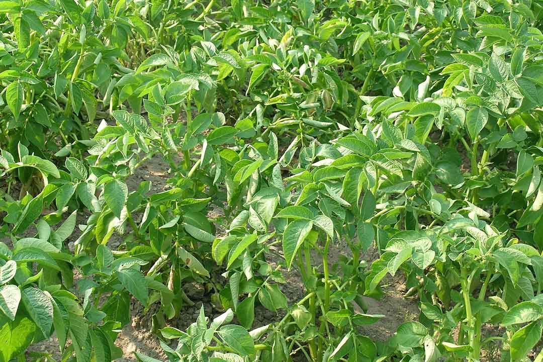 Propamokarb, Bahan Aktif Fungisida Sistemik Untuk Penyakit Tanaman