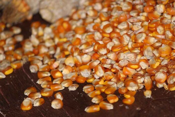 Metalaksil : Bahan Aktif fungisida Yang Bersifat Sistemik