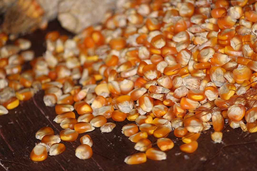 Metalaksil : Bahan Aktif fungisida Yang Bersifat Sistemik