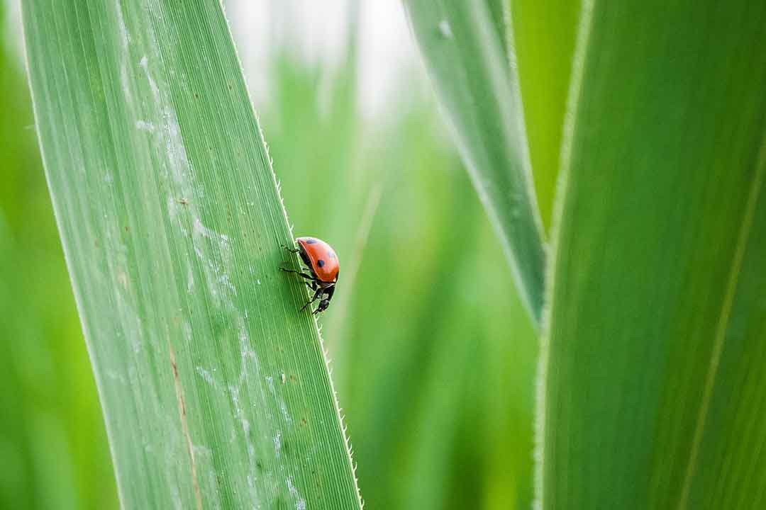 Lufenuron : Bahan Aktif Insektisida Pengendali Hama Tanaman