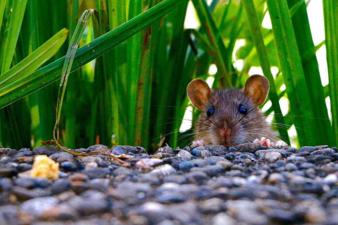 Brodifakum : Bahan Aktif Pengendali Hama Tikus di Sawah