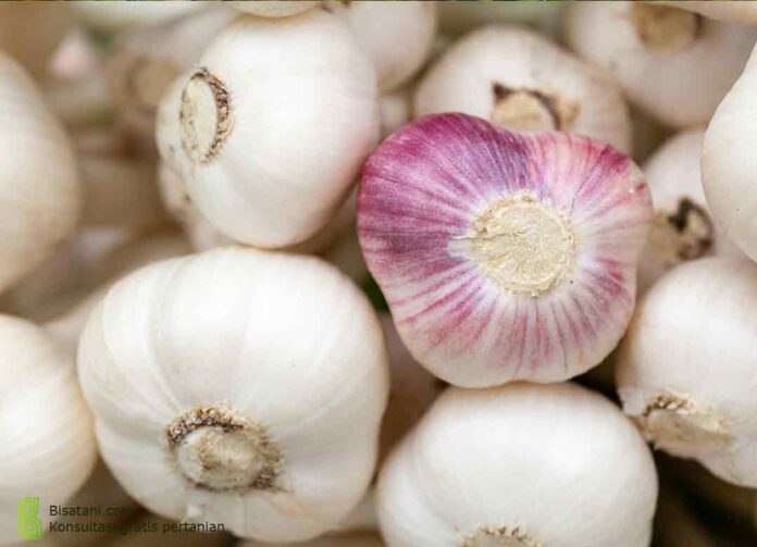 bawang merah dan bawang putih