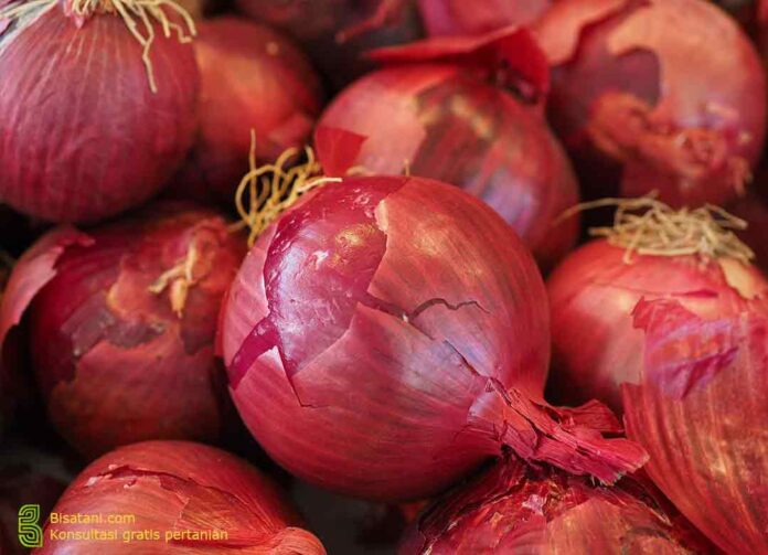 tanaman bawang merah
