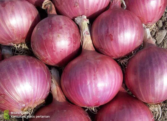 bawang merah