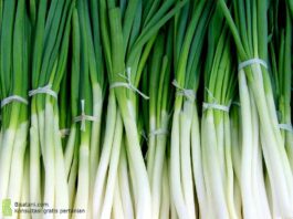cara agar daun bawang merah tegak