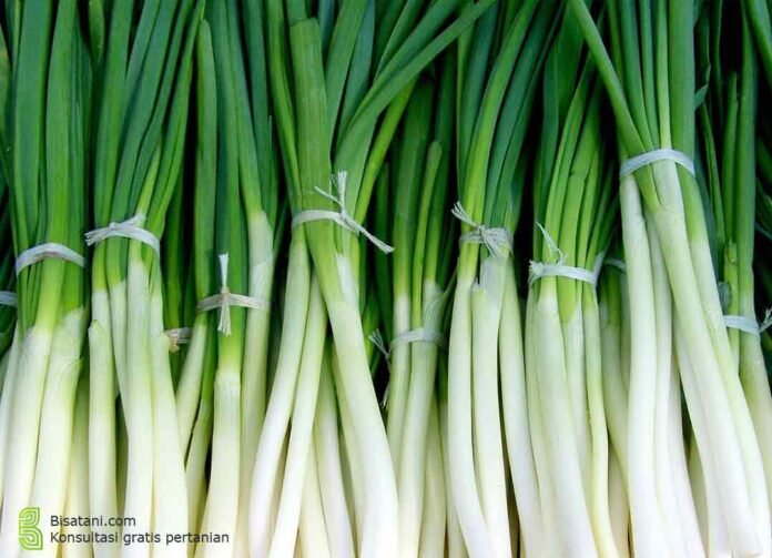 cara agar daun bawang merah tegak